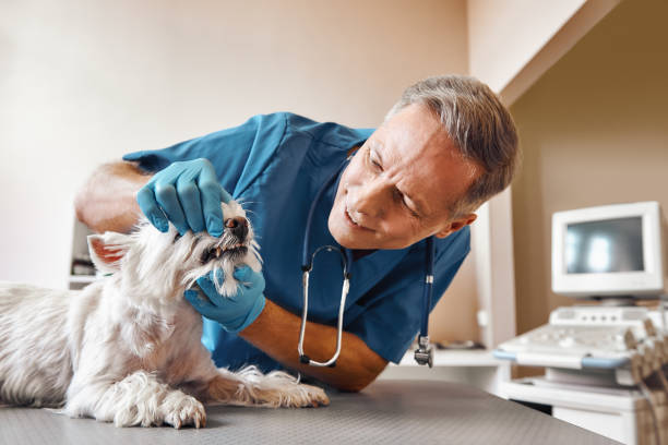 Best Emergency Tooth Extraction in Port Orchard, WA